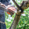 The Benefits Of Professional Tree Removal And Trimming Services In Portland, OR