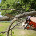 Seasonal Tree Trimming: Cedar Park, Texas Homeowners’ Guide To Tree Services