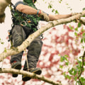 How A Tree Service Company In Buffalo Transforms Your Yard With Expert Tree Trimming