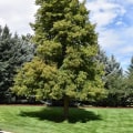 The Essential Guide To Tree Trimming In Sandy Springs: What You Need To Know
