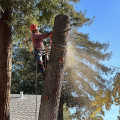 The Ultimate Guide To Tree Cutting And Trimming Services In Kalamazoo: What You Need To Know