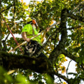 Tree Trimming In Portland, OR: When And Why It's Essential For Your Trees