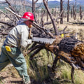 Beyond DIY: Tree Care Service For Safe And Effective Tree Trimming In Portland