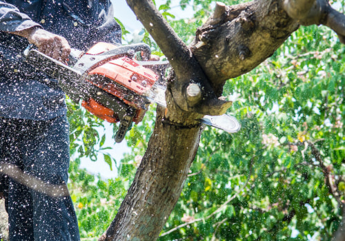 The Benefits Of Professional Tree Removal And Trimming Services In Portland, OR