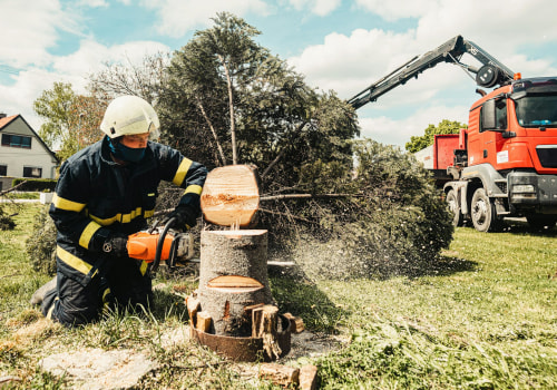 Transform Your Orlando Landscape: The Benefits Of Professional Tree Trimming And Care Solutions