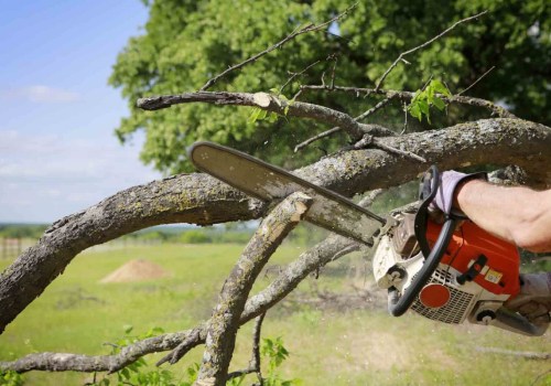 Seasonal Tree Trimming: Cedar Park, Texas Homeowners’ Guide To Tree Services