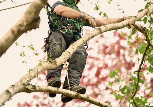 How A Tree Service Company In Buffalo Transforms Your Yard With Expert Tree Trimming