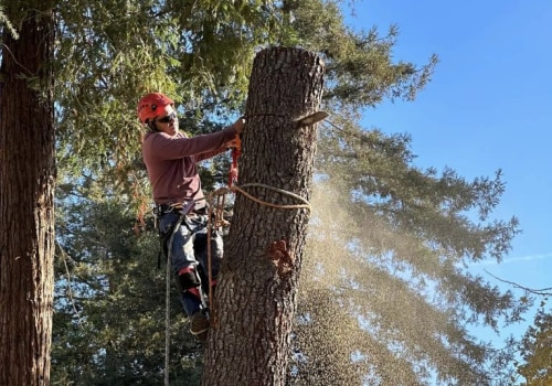 The Ultimate Guide To Tree Cutting And Trimming Services In Kalamazoo: What You Need To Know