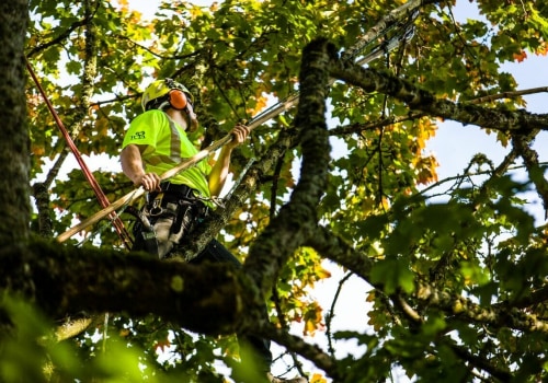 Tree Trimming In Portland, OR: When And Why It's Essential For Your Trees